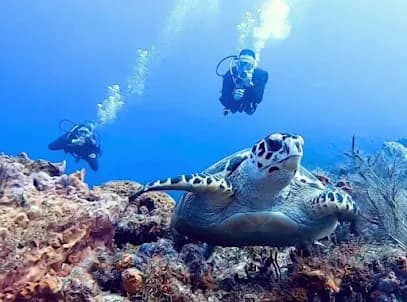 Quelonian Divers