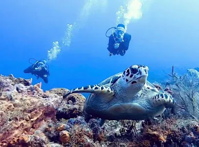 Quelonian Divers